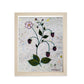 Blackberries by Melisssa Scrivner